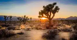 Joshua Tree