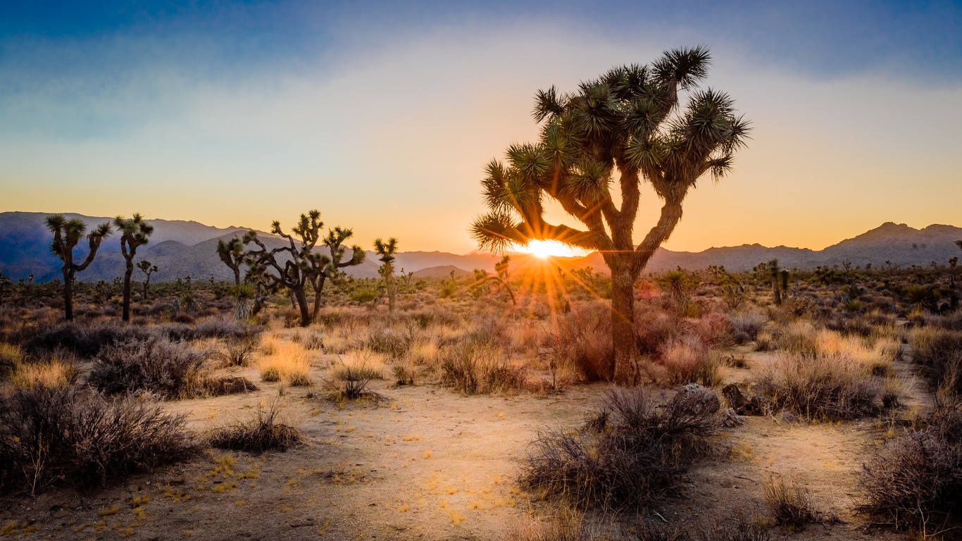 Joshua Tree