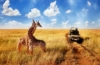 Safari in Afrika